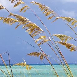 Mural | Ocean Breeze 8-515 - Grasses In The Breeze -Home Wallpaper 16756 3