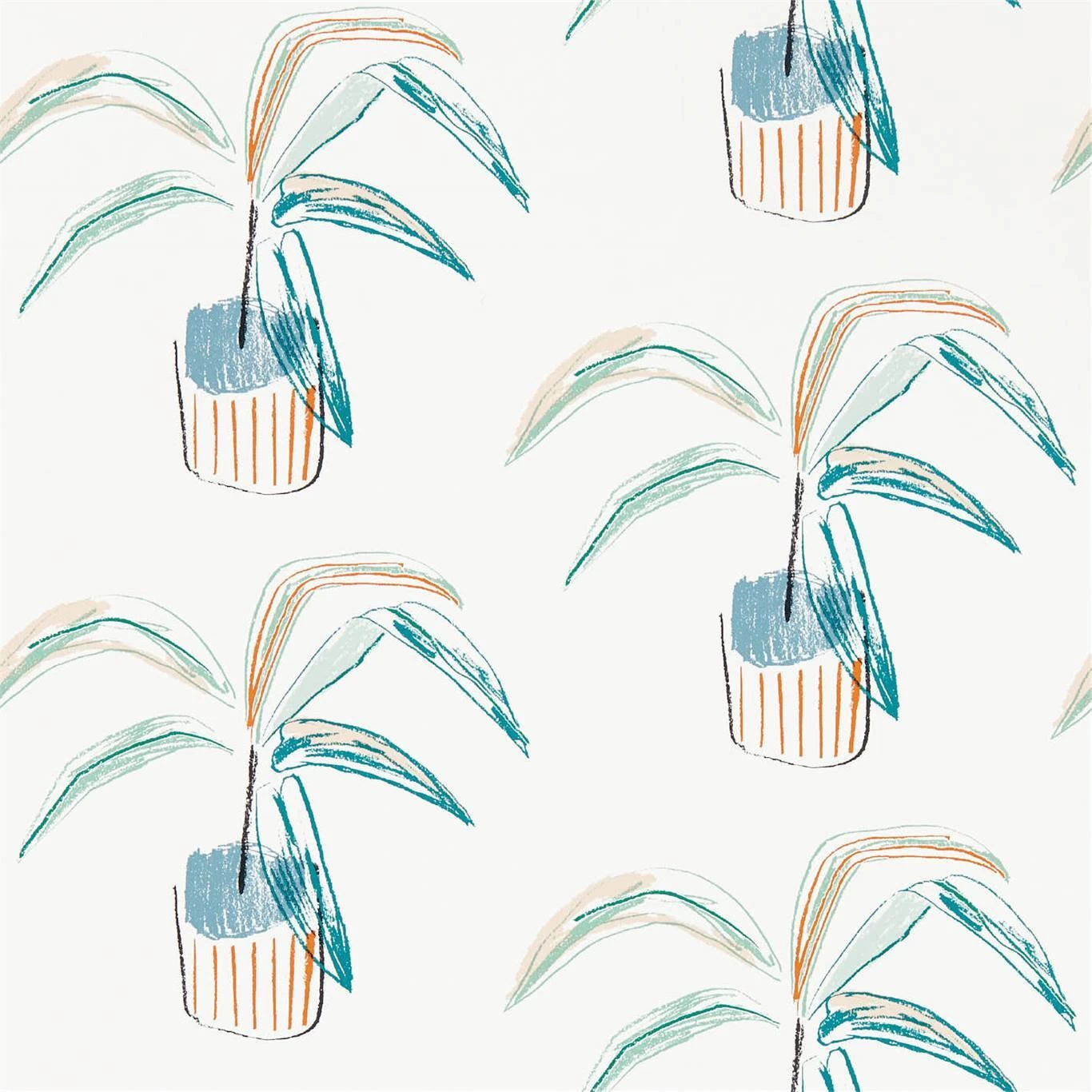 Crassula | 111990 1 Crassula | 111990