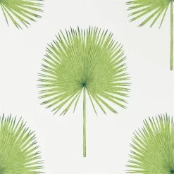 Fan Palm | 216636