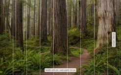 Mural | Redwood Trail | SHX9-077 | Forest Path View -Home Wallpaper 19704 2