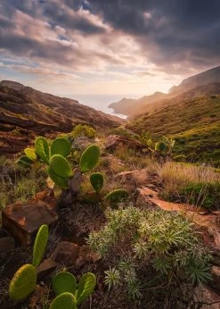 Mural | Warm Light | SHX4-092 | Coastal View