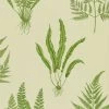 Woodland Fern | Green Botanical