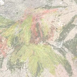 Mural Wall Roses 17 Mural Wall Roses -Home Wallpaper 44263 8