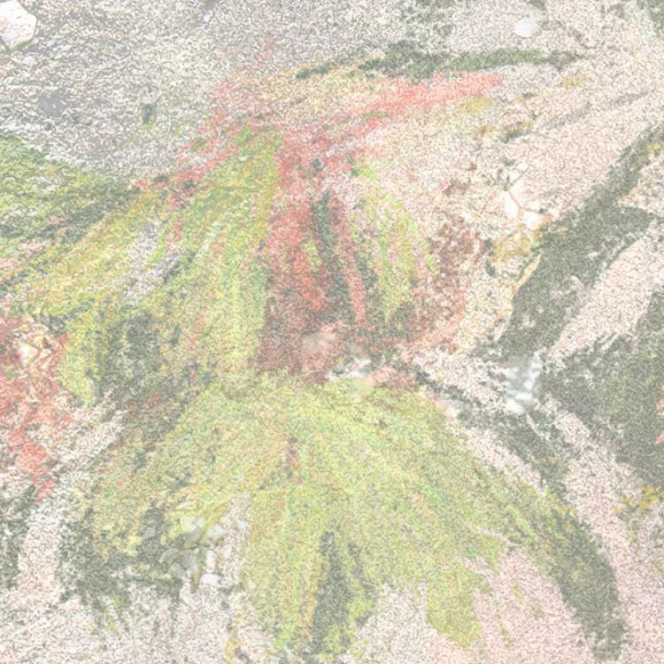 Mural Wall Roses 9 Mural Wall Roses - Image 9