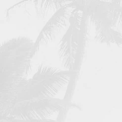 Salty Sea | Cloudy Palm Mural -Home Wallpaper IF3 033 5