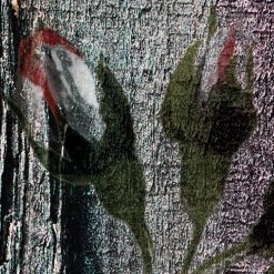 Grande Giardino | Luscious Roses Mural -Home Wallpaper IF3 035 7