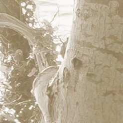 Bleached Birch | White Forest Mural 12 Bleached Birch | White Forest Mural -Home Wallpaper IFSH4 072 4