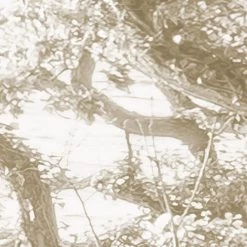 Bleached Birch | White Forest Mural 13 Bleached Birch | White Forest Mural -Home Wallpaper IFSH4 072 5