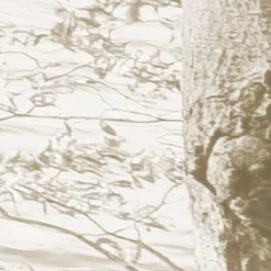 Bleached Birch | White Forest Mural 14 Bleached Birch | White Forest Mural -Home Wallpaper IFSH4 072 6