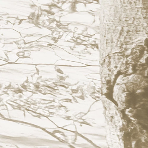 Bleached Birch | White Forest Mural 7 Bleached Birch | White Forest Mural - Image 7