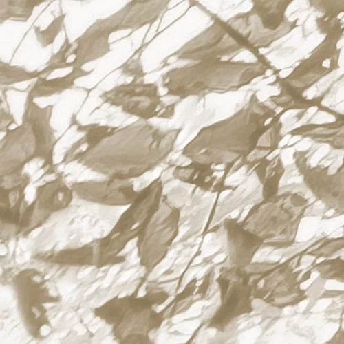 Bleached Birch | White Forest Mural 8 Bleached Birch | White Forest Mural - Image 8