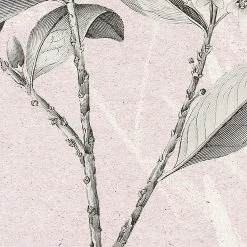 Kalina | Pink Botanics Mural -Home Wallpaper X7 1043 4